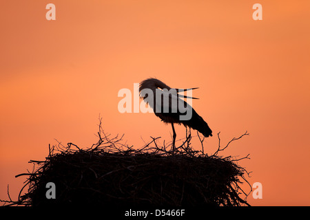 Rühstädt, Germania, Cicogna nel suo nido nel tramonto Foto Stock