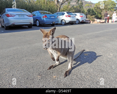 Il Bennett's WALLABY aka Red-un wallaby dal collo (Macropus rufogriseus) nel parcheggio sulla Penninsula Freycinet, la Tasmania. Foto Tony Gale Foto Stock