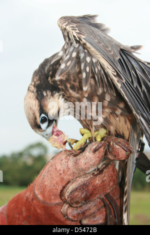 Falco pellegrino essendo trattenuto tramite il suo gestore dopo aver preso parte a un display visualizza Foto Stock