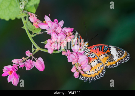 Un adulto Lacewing rosso alimentazione a farfalla Foto Stock