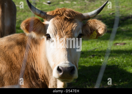 Mucca in appoggio su erba verde Foto Stock