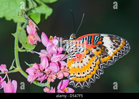 Un adulto Lacewing rosso alimentazione a farfalla Foto Stock