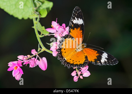 Un adulto Lacewing rosso alimentazione a farfalla Foto Stock