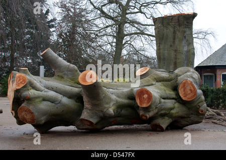 Abbattuto grande faggio, Jephson Gardens, Leamington Spa, Regno Unito Foto Stock