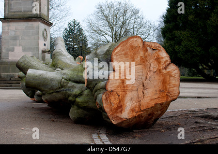 Abbattuto grande faggio, Jephson Gardens, Leamington Spa, Regno Unito Foto Stock