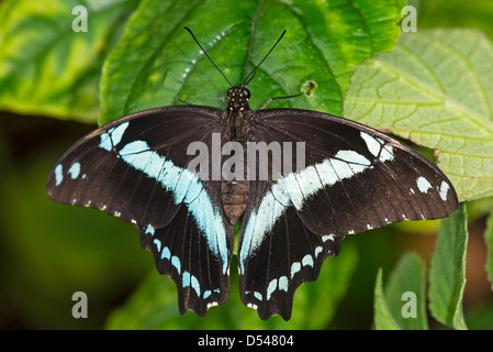 Un verde-nastrati farfalla a coda di rondine a riposo Foto Stock