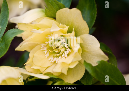 Helleborus x hybridus Harvington gialli doppia quaresimale veratro rose Foto Stock