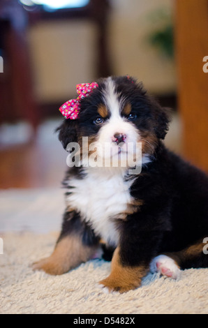 Birdie Il Bovaro del Bernese è dolce! Foto Stock