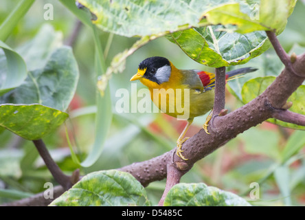 Argento-eared Mesia (Leiothrix argentauris), Fraser, Hill, Malaysia Foto Stock