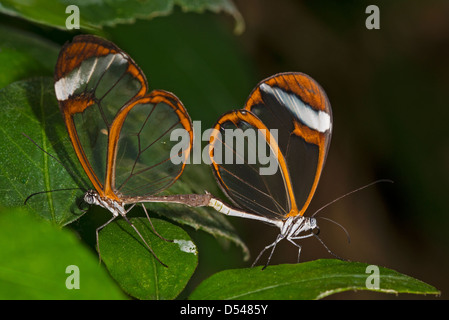 Una coppia di farfalle Clearwing coniugata Foto Stock