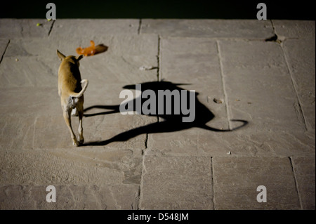 Cane randagio sotto le luci di strada con ombra inquietante, Varanasi Foto Stock