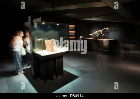 Esposizione di dinosauri dal deserto dei Gobi in Mongolia. Cosmocaixa Museum, Barcelona, Spagna Foto Stock