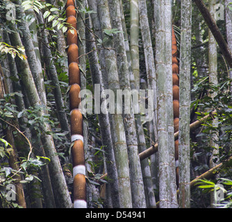 Crescita veloce crescita nuova sul bambù grande, il Gap, Malaysia Foto Stock