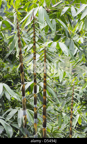 Crescita veloce crescita nuova sul bambù grande, il Gap, Malaysia Foto Stock