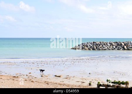 Cane su di una spiaggia privata a Elmer Sands, nr Bognor Regis REGNO UNITO Foto Stock