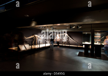 Esposizione di dinosauri dal deserto dei Gobi in Mongolia. Cosmocaixa Museum, Barcelona, Spagna Foto Stock