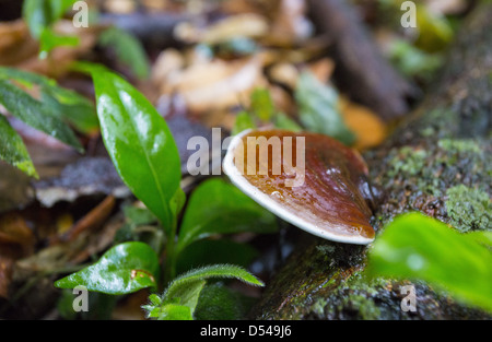 Staffa funghi che crescono su un albero caduto tronco, Fraser, Hill, Malaysia Foto Stock