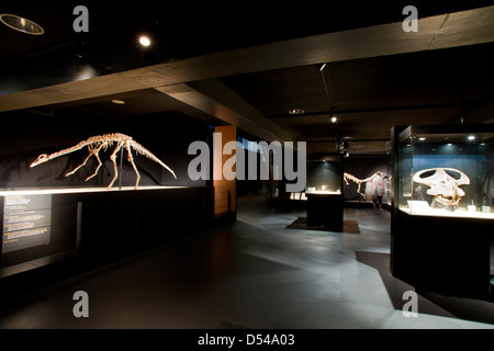 Esposizione di dinosauri dal deserto dei Gobi in Mongolia. Cosmocaixa Museum, Barcelona, Spagna Foto Stock