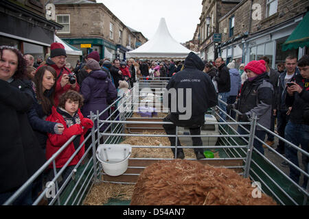 Ramsbottom, Lancashire, Regno Unito domenica 24 marzo, 2013. La folla al mini-azienda al quinto annuale Sagra del Cioccolato, tenutasi in Bridge Street, Ramsbottom. Il vincitore del Manchester Tourism Awards 2012 "Il miglior piccolo evento." Una due giorni di mercato del cioccolato con pasti al fresco, birra tenda, bambini sessioni di artigianato e un mini fattoria. Foto Stock