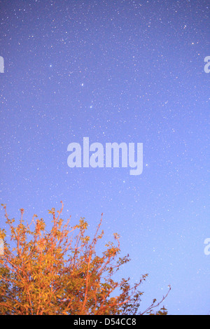 Metzelthin, Germania, cielo stellato in Uckermark Foto Stock