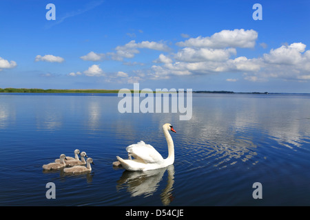 Famiglia Swan, Hiddensee isola, Mar Baltico, Meclenburgo-Pomerania Occidentale, la Pomerania Occidentale, Germania, Europa Foto Stock