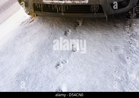 Gatto Orme nella neve, portando sotto la vettura Foto Stock