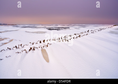 Vecchia Diga di legno sul Ijsselmeer congelati in Olanda Foto Stock
