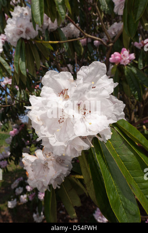 Masse abbondanti di delicati grande fiore rosa pallido e bianco fiori di rododendro Foto Stock