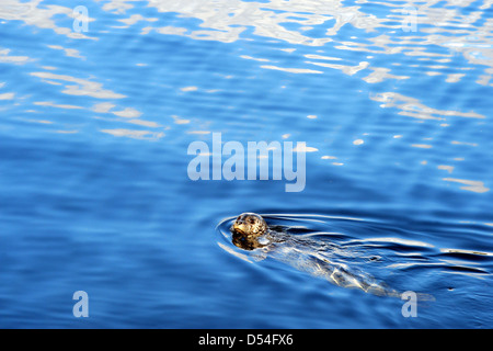 Chiazzato il porto o la guarnizione comune o pinniped o Phoca vitulina nuotare nel mare di Prince Rupert in British Columbia (BC), Canada Foto Stock