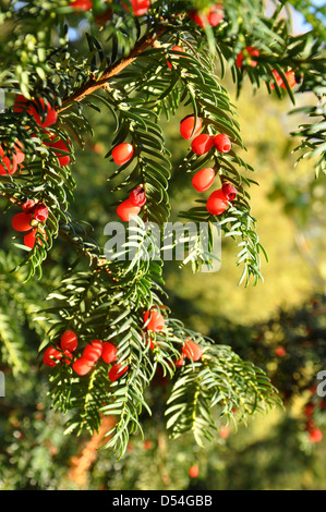 Common Yew (Taxus baccata) close-up di bacche e foglie Foto Stock