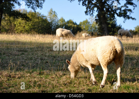 Pecore al pascolo in autunno nel Regno Unito Foto Stock