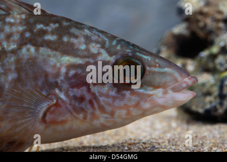 Colpo di testa di bambino Ballan Wrasse Foto Stock