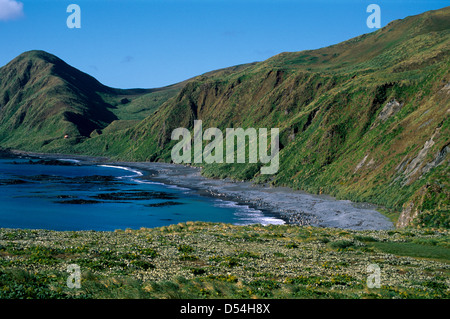 Macquarie Island sub-antartiche tasmania australia Foto Stock