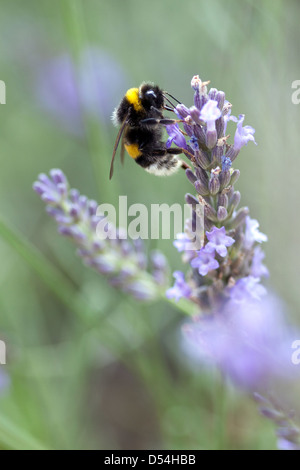 Berlino, Germania, Bumblebee si siede su un Lavendelbluete Foto Stock