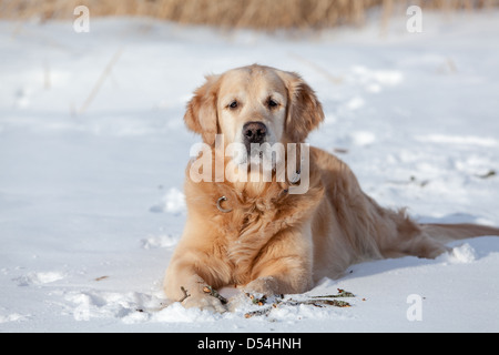 Beautiful golden retriever rosicchia stick al di fuori in inverno freddo e neve Foto Stock