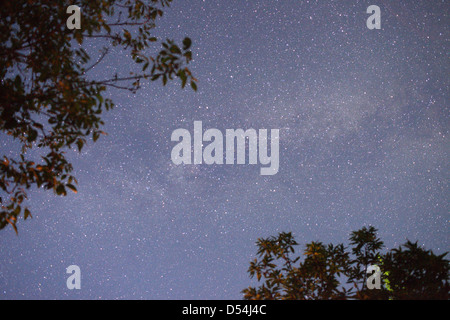 Metzelthin, Germania, il cielo stellato e la Via Lattea su alberi in Uckermark Foto Stock