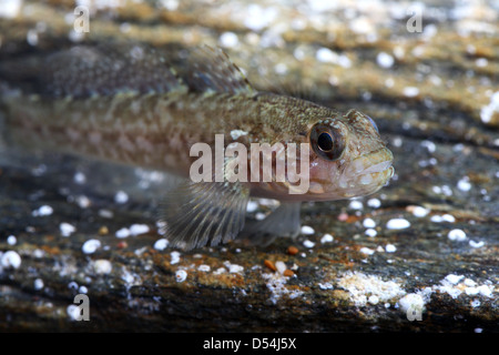 Rock ghiozzo in acquario Foto Stock