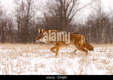 Coyote, Canis latrans in esecuzione attraverso la neve Foto Stock