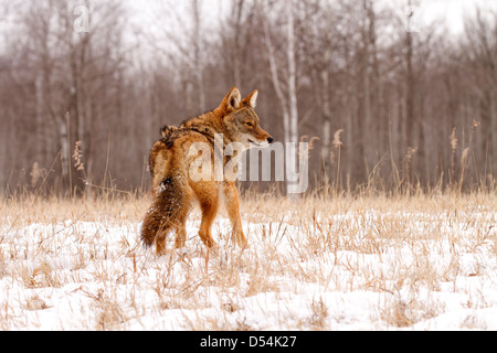 Coyote, Canis latrans in piedi nella neve Foto Stock