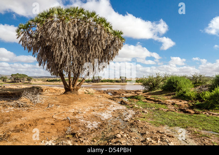 Savana paesaggio in Africa. Tsavo West, in Kenya. Foto Stock