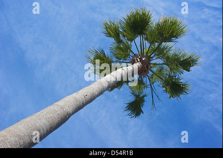 Palm tree come visto dal di sotto sulla strada di Venezia Florida Foto Stock