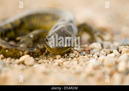 Close up Tiger Salamander su strada in Canada Foto Stock