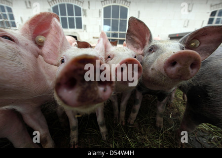 Villaggio splendente, Germania, Biofleischproduktion, porcellino guardano con curiosità il visualizzatore Foto Stock