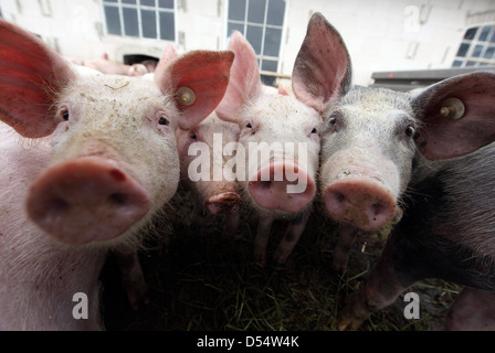 Villaggio splendente, Germania, Biofleischproduktion, porcellino guardano con curiosità il visualizzatore Foto Stock