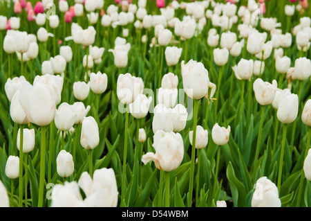Splendido campo di tulipani in primavera Foto Stock