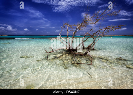 Baby Beach ad Aruba, Piccole Antille Foto Stock