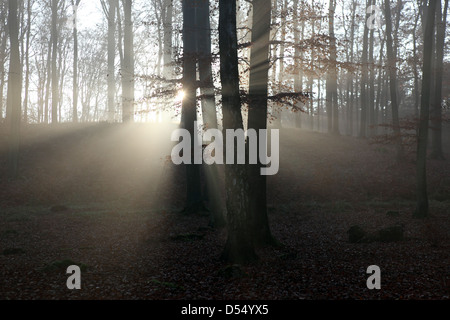 Nuovo Kätwin, Germania, rastrellando la luce nella foresta Foto Stock