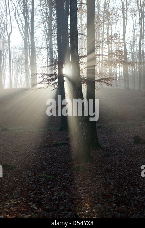 Nuovo Kätwin, Germania, rastrellando la luce nella foresta Foto Stock