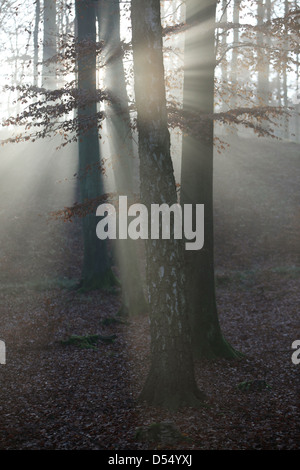 Nuovo Kätwin, Germania, rastrellando la luce nella foresta Foto Stock