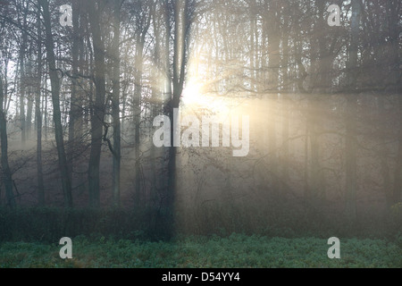 Nuovo Kätwin, Germania, rastrellando la luce nella foresta Foto Stock